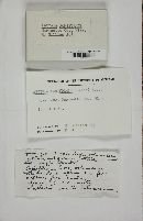 Thumbnail image of current specimen