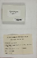 Stemonitis fusca image