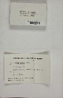 Stemonitis fusca image