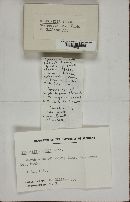 Stemonitis fusca image