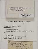 Stemonitis fusca image