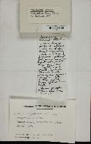 Craterium aureum (d2) image