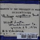 Fuligo septica image