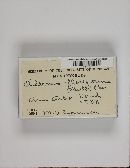 Diderma floriforme image