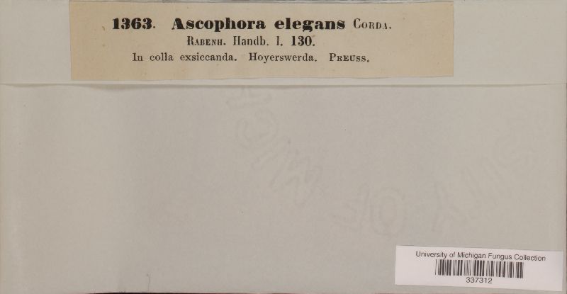 Thamnidium elegans image