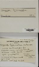 Mucor hiemalis image