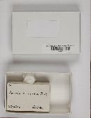 Arcyria cinerea (d3) image