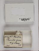 Stemonitis fusca image