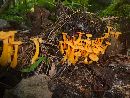 Cantharellus ignicolor image