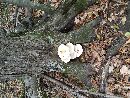 Pleurotus dryinus image