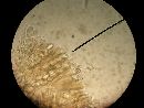 Verpa conica image