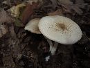 Agaricus leptocaulis image