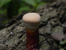 Ganoderma curtisii image