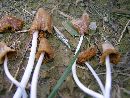 Conocybe deliquescens image
