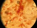 Conocybe deliquescens image
