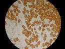 Conocybe deliquescens image