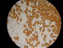 Conocybe deliquescens image