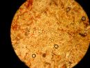 Conocybe deliquescens image