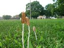 Conocybe deliquescens image