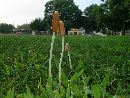 Conocybe deliquescens image