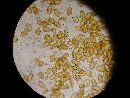 Conocybe deliquescens image