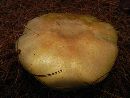 Thumbnail image of current specimen