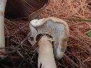 Thumbnail image of current specimen