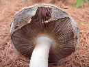 Thumbnail image of current specimen