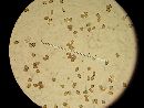 Agaricus silvicola image