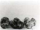 Rhizopogon rubescens image
