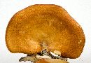 Neofavolus alveolaris image