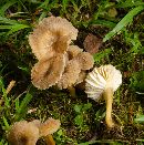Media resource of Hygrocybe caespitosa