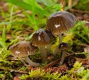 Media resource of Hygrocybe irrigata
