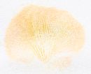Phyllotopsis nidulans image