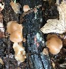 Media resource of Auricularia fuscosuccinea