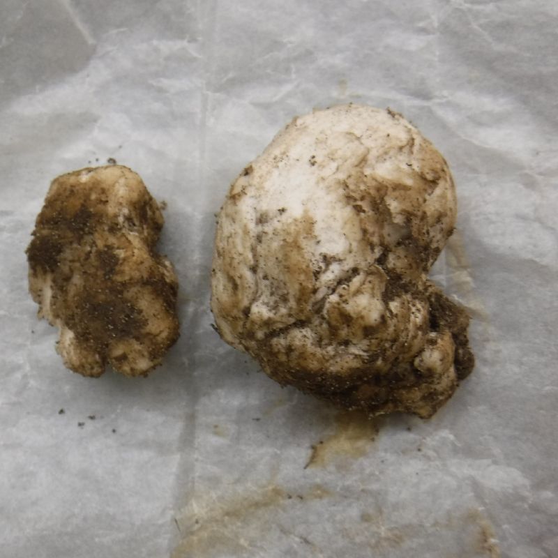 Entoloma abortivum image