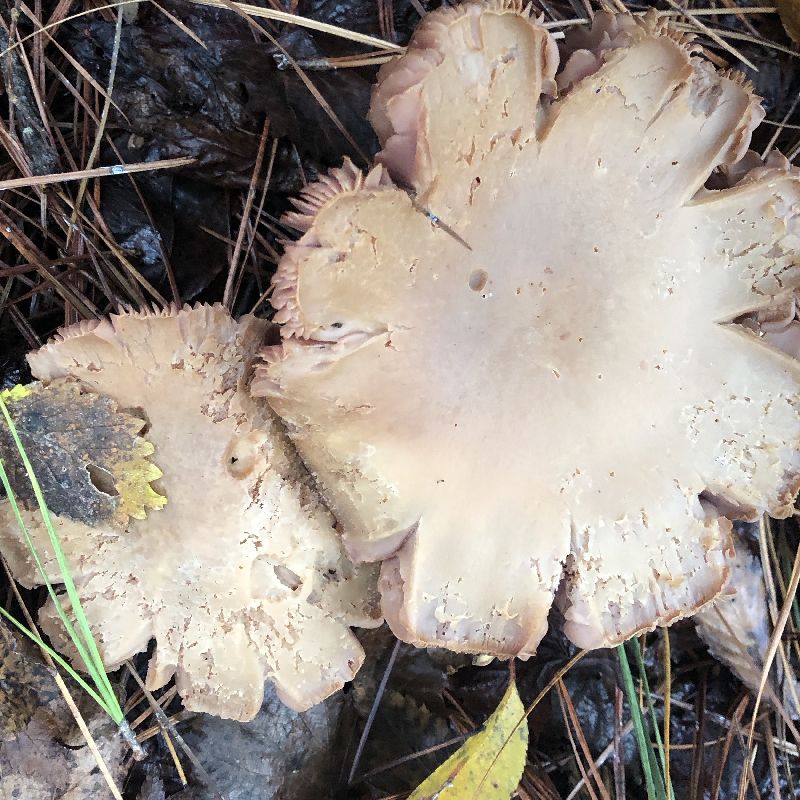 Hydnangiaceae image