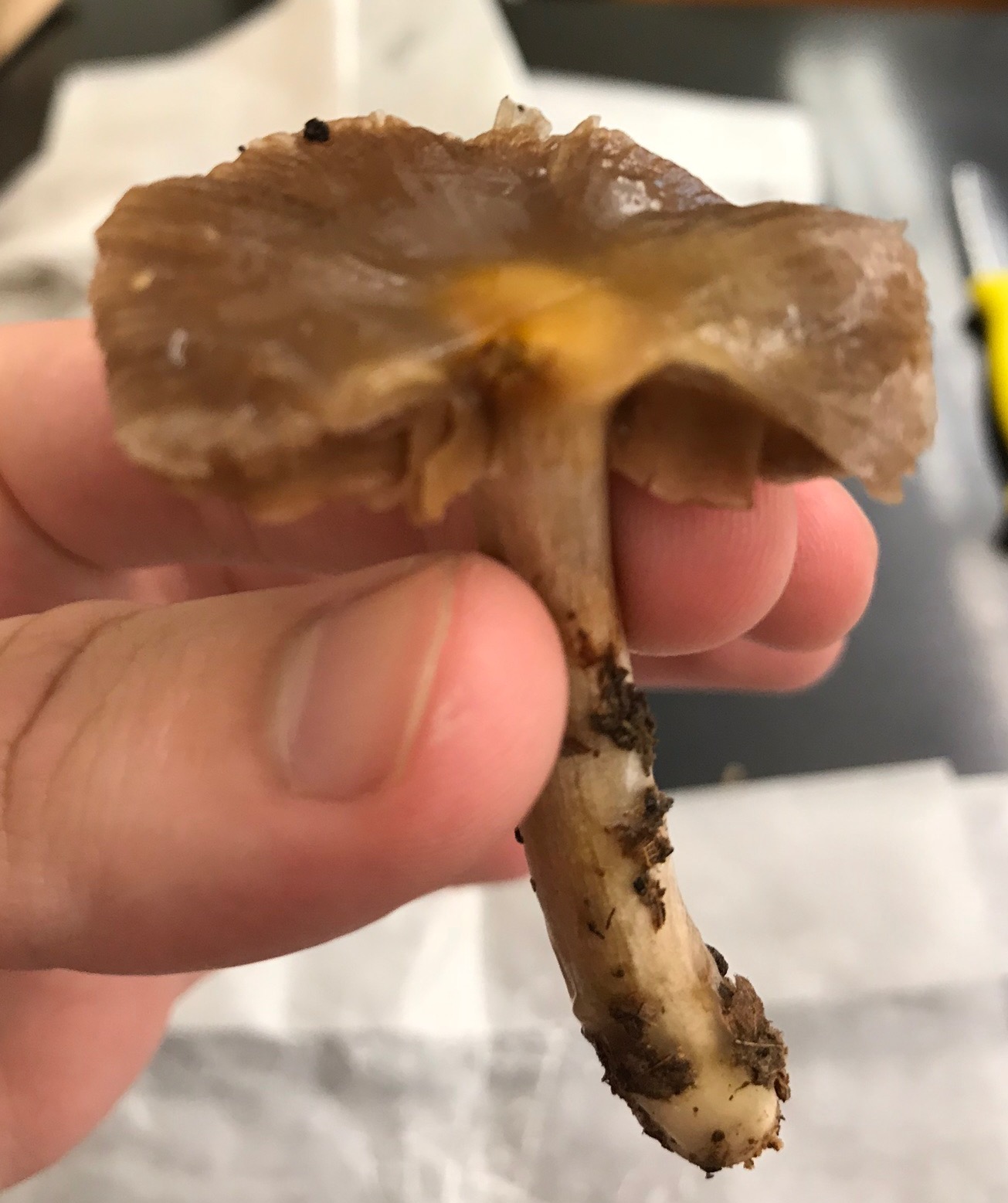 Cortinariaceae image