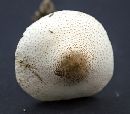 Media resource of Leucoagaricus americanus