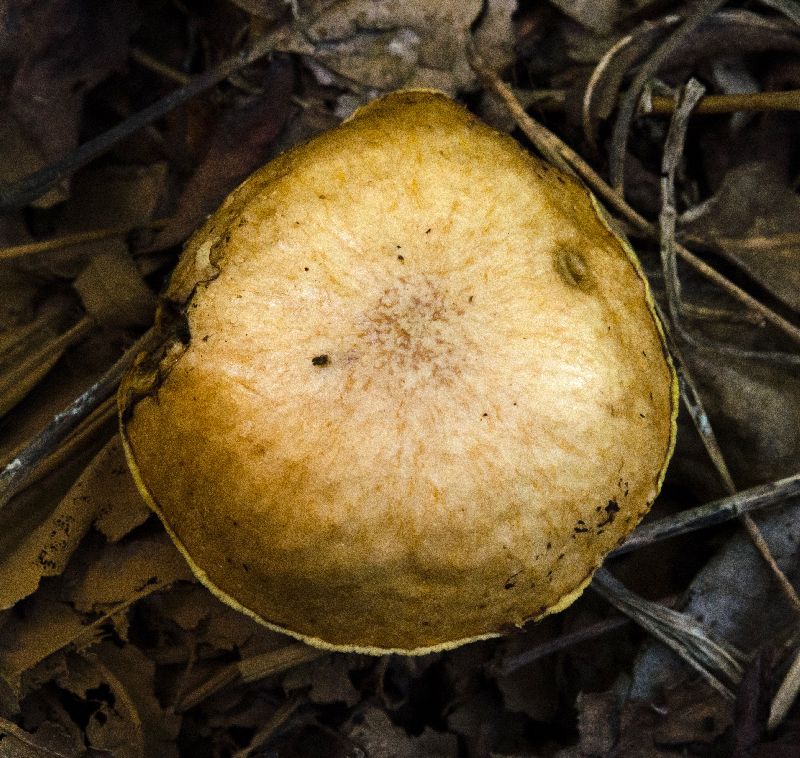 Suillus image