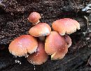Media resource of Hypholoma lateritium