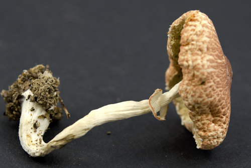 Leucoagaricus image