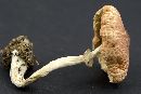 Media resource of Leucoagaricus rubrotinctus