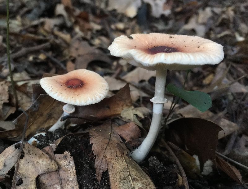 Leucoagaricus rubrotinctus image