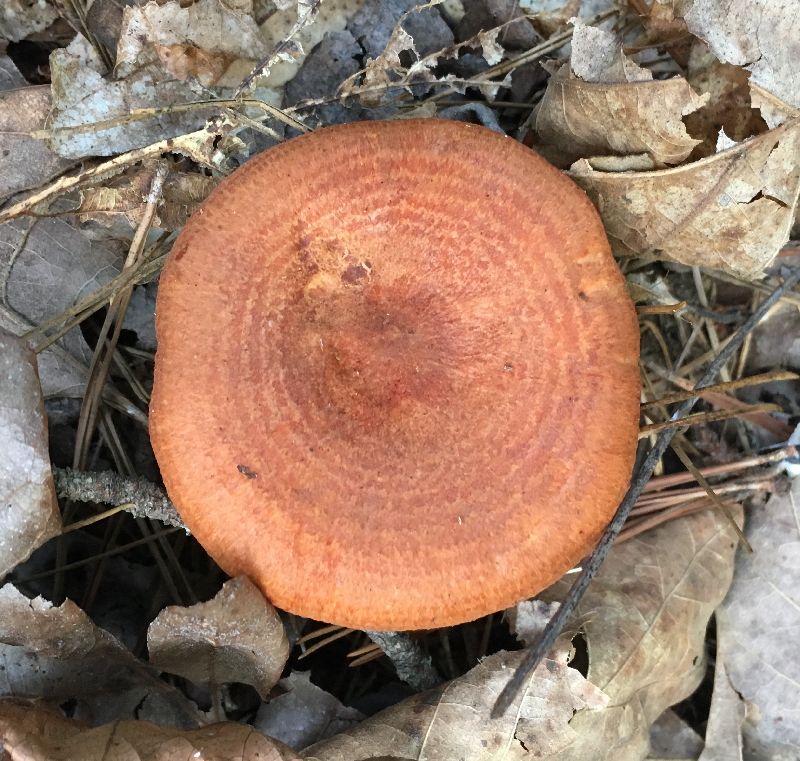 Lactarius peckii image