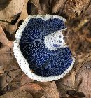 Lactarius indigo image