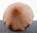 Mycena haematopus image