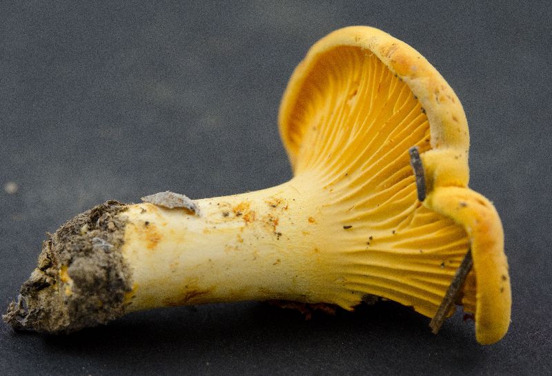 Cantharellaceae image