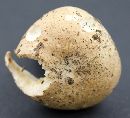 Russula compacta image