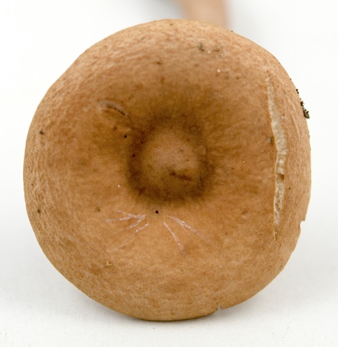 Lactarius fragilis image
